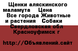 Щенки аляскинского маламута  › Цена ­ 15 000 - Все города Животные и растения » Собаки   . Свердловская обл.,Красноуфимск г.